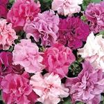 Petunia Double Madness Mix