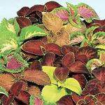 Coleus Wizard Mix