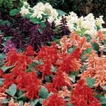 Salvia Vista Mix