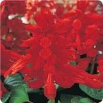 Salvia Vista Red