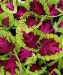 Coleus Kong Rose