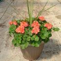 Geranium Planter