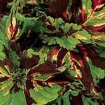 Coleus Kong Mosaic