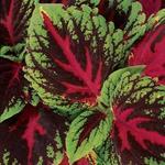 Coleus Kong Red