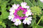 Verbena Lanai Twister Purple