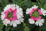 Verbena Lanai Twister Pink