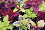 Coleus Sunlovers