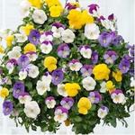 Pansy Cool Wave