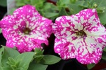 Petunia Headliner Pink Sky