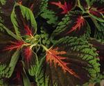 Coleus Kong Scarlet