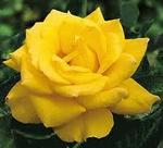 Rose Hybrid Tea Henry Fonda