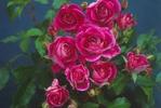 Rose Floribunda Brilliant Pink Iceberg