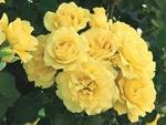 Rose Floribunda Sparkle & Shine