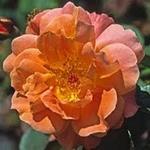 Rose Climbing Westerland