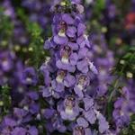 Angelonia Serena New Blue