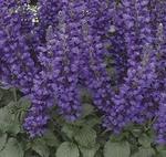 Salvia Mystic Spires Blue