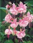 Fuchsia Southgate