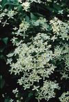 Clematis Paniculata