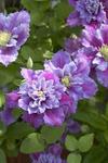 Clematis Piilu