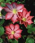 Clematis Pink Champagne