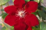 Clematis Rebecca