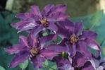 Clematis The President
