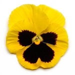 Pansy Spring Matrix Yellow Blotch