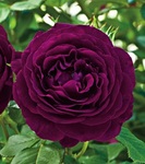 Rose Grandiflora Twilight Zone