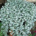 Dichondra Silver Falls