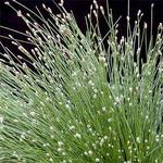 Grass Fiber Optic