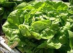 Lettuce Buttercrunch