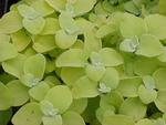 Helichrysum Lemon Licorice