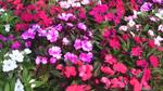 Impatiens New Guinea 