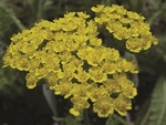 Achillea Moonshine