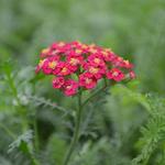 Achillea New Vintage Red