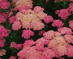 Achillea Sassy Summer Taffy