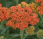 Achillea Sassy Summer Sunset