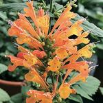 Agastache Poquito Orange