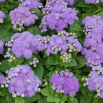 Ageratum  Aloha Blue