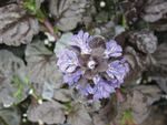 Ajuga  Black Scallop