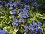 Ajuga Burgundy Glow