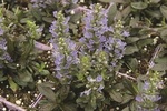 Ajuga Chocolate Chip