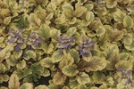 Ajuga Golden Glow