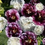 Alcea Blackberry Ripple