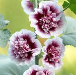 Alcea Creme de Cassis