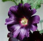 Alcea Spotlight Purple Rain