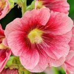 Alcea Spotlight Radiant Rose