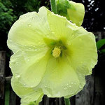 Alcea Spotlight Sunshine