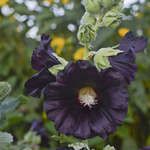 Alcea Spotlight Blacknight