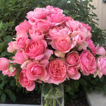 Rose Grandiflora All Dressed Up
